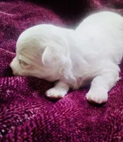 Cream, a male Bichon Frise and Yorkshire Terrier for sale in Uniontown, OH – Photo 3 of 3