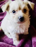 Sandy, a male Bichon Frise and Yorkshire Terrier for sale in Uniontown, OH – Photo 5 of 7