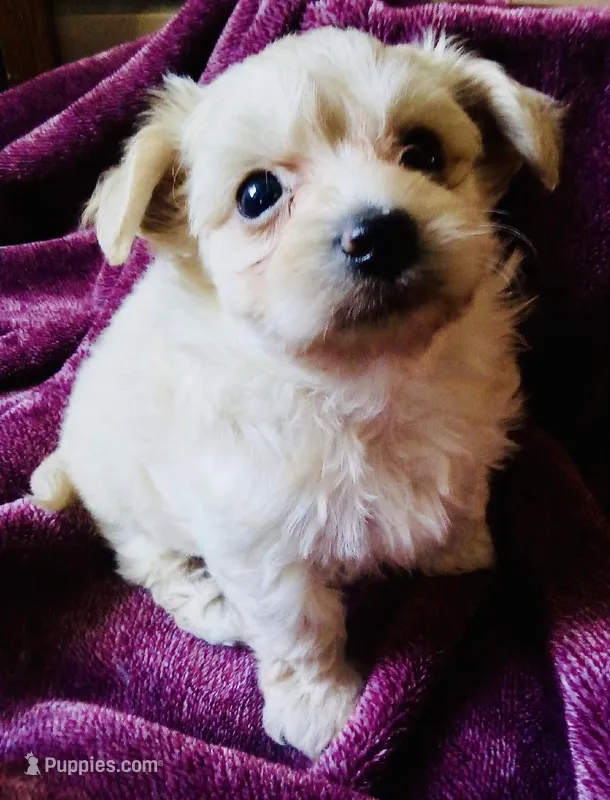 Cream – Bichon Frise, Yorkshire Terrier puppy for sale in Uniontown, OH