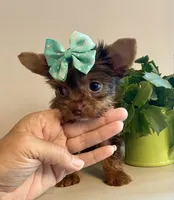 Queenie  (teacup), a female Yorkshire Terrier for sale in Uniontown, OH – 3 of 6