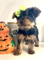 Tiny Apple, a female Yorkshire Terrier for sale in Uniontown, OH – 6 of 9