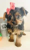 Teacup pumpkin, a female Yorkshire Terrier for sale in Uniontown, OH – 8 of 9