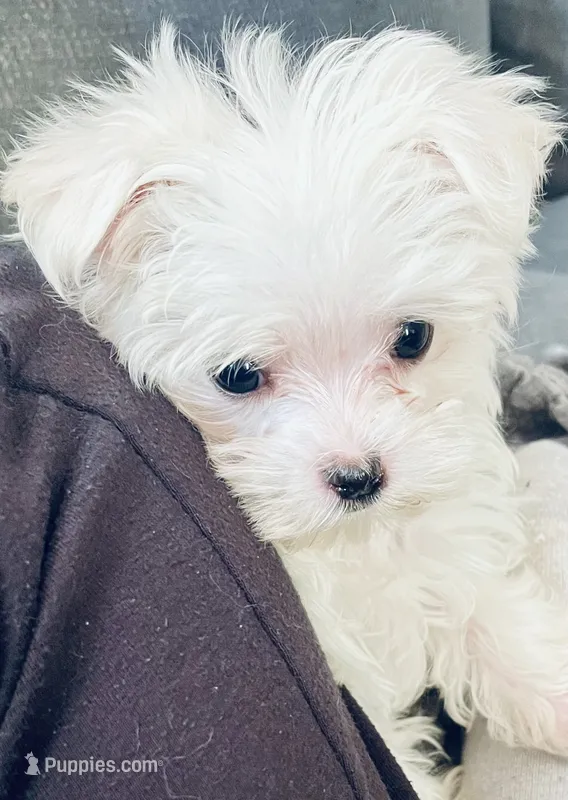 Teacup Dolly – Maltese puppy for sale in Uniontown, OH