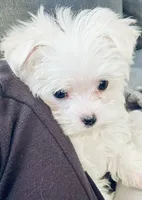 Teacup Dolly, a female Maltese for sale in Uniontown, OH – 1 of 6