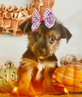 Teacup Candy, a female Yorkshire Terrier for sale in Uniontown, OH – 4 of 10