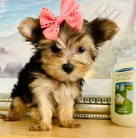 Princess (teacup), a female Yorkshire Terrier for sale in Uniontown, OH – 2 of 7