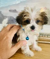 Teacup Tuck, a male Maltipoo for sale in Uniontown, OH – 6 of 10