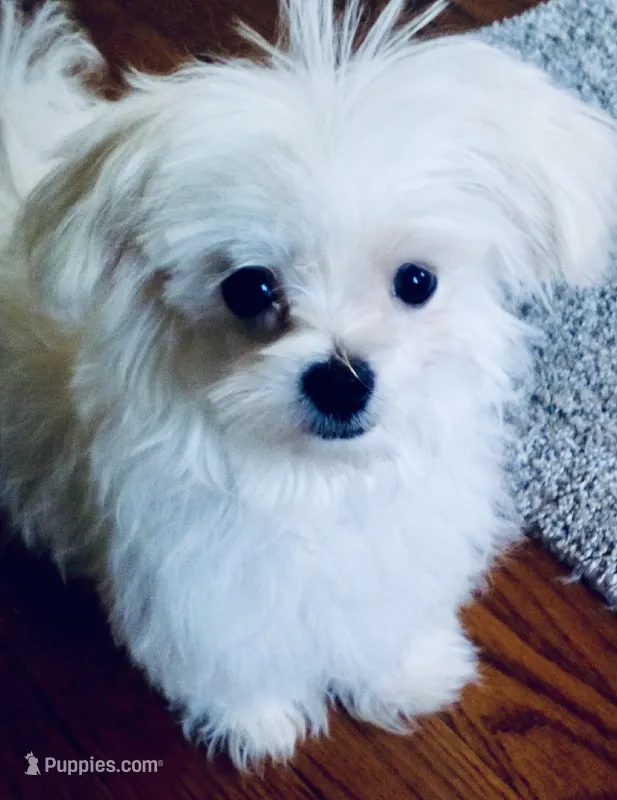 Teacup Trayson – Maltese puppy for sale in Uniontown, OH