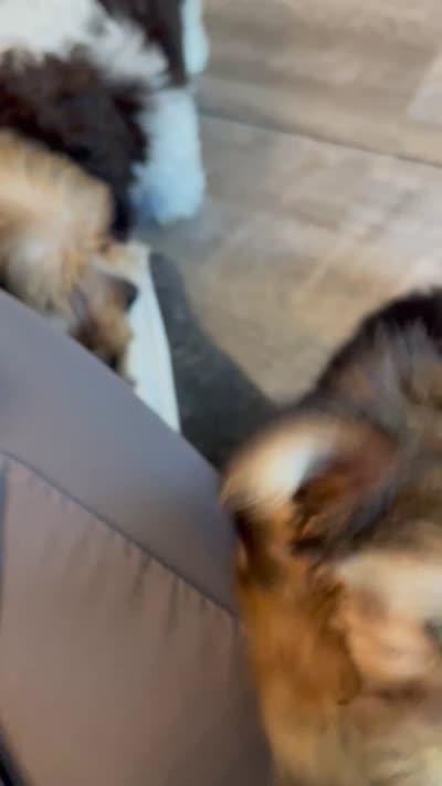 Tiny Tiarra, a female Yorkshire Terrier for sale in Uniontown, OH – 7 of 7