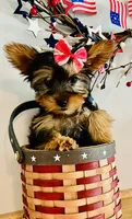 Luna, a female Yorkshire Terrier for sale in Uniontown, OH – 4 of 7