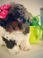 Teacup Torie, a female Havapoo for sale in Uniontown, OH – 4 of 7