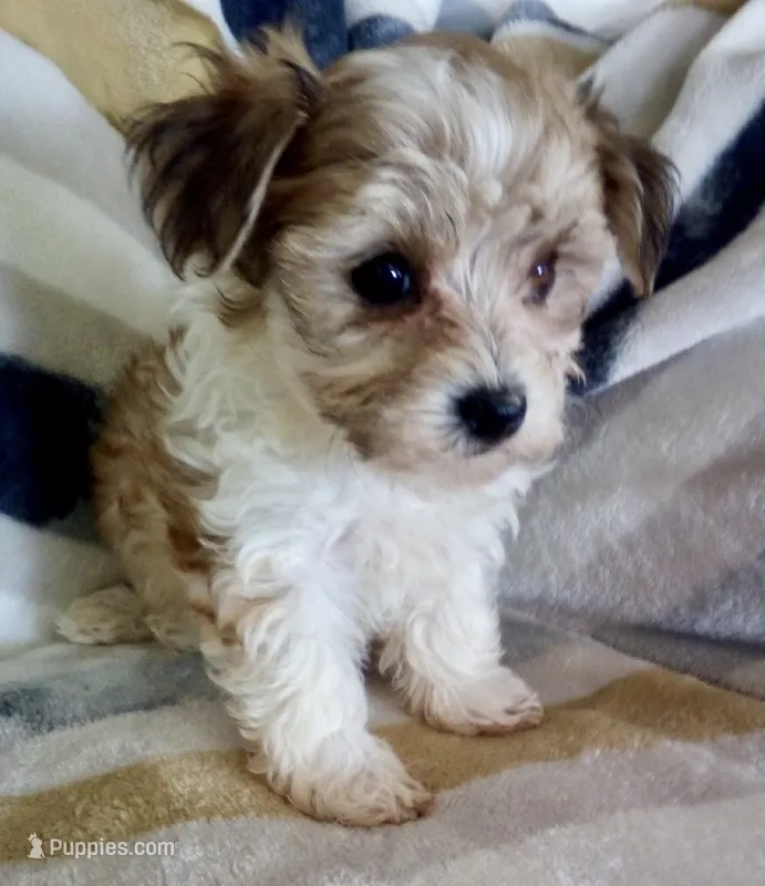Missy – Shichon puppy for sale in Uniontown, OH