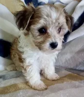 Missy, a female Shichon for sale in Uniontown, OH – 1 of 6