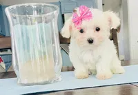 Teacup tiana, a female Maltese for sale in Uniontown, OH – 7 of 9
