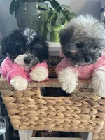 Toy sized Star, a female Havanese for sale in Uniontown, OH – 7 of 7