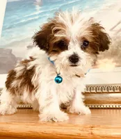 Teacup Tuck, a male Maltipoo for sale in Uniontown, OH – 9 of 10