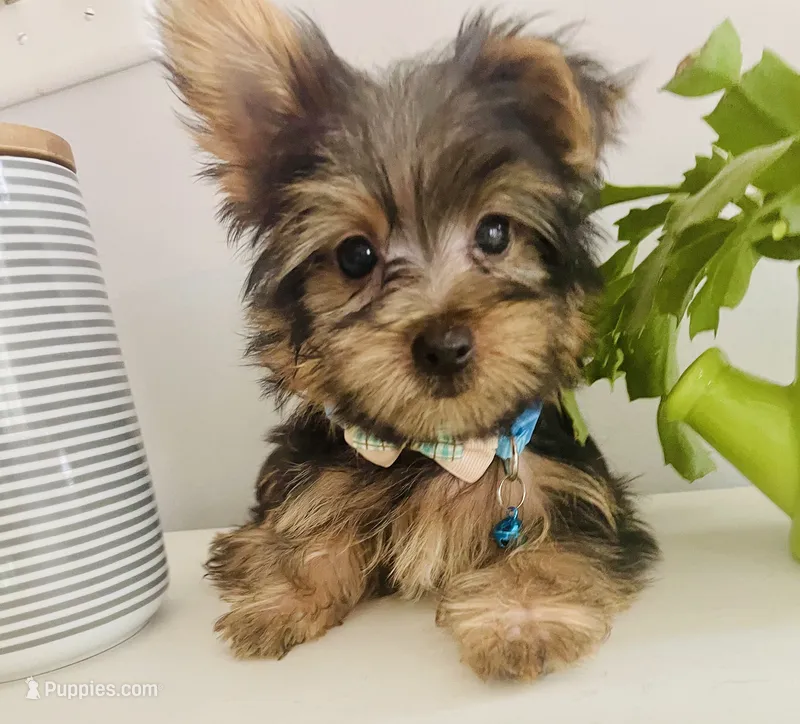 Kai – Yorkshire Terrier puppy for sale in Uniontown, OH