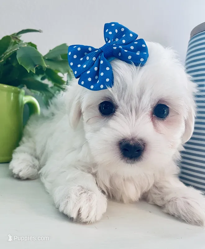 Toy sized Anya – Maltese puppy for sale in Uniontown, OH