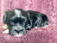 Black and white , a male Havanese for sale in Uniontown, OH – 3 of 8