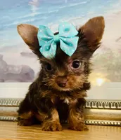 Queenie  (teacup), a female Yorkshire Terrier for sale in Uniontown, OH – 5 of 6