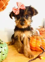 Little Candy, a female Yorkshire Terrier for sale in Uniontown, OH – 4 of 8