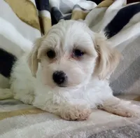 Millie, a female Shichon for sale in Uniontown, OH – 5 of 5