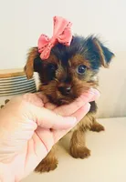 Teacup pumpkin, a female Yorkshire Terrier for sale in Uniontown, OH – 6 of 9
