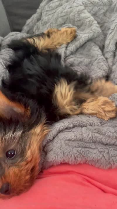 Lexi, a female Yorkshire Terrier for sale in Uniontown, OH – 6 of 6
