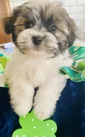 Little Prince, a male Havanese for sale in Uniontown, OH – Photo 4 of 6