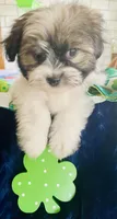 Little Prince, a male Havanese for sale in Uniontown, OH – Photo 6 of 6