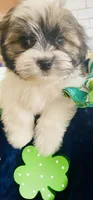 Little Prince, a male Havanese for sale in Uniontown, OH – Photo 5 of 6