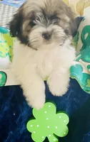 Little Prince, a male Havanese for sale in Uniontown, OH – Photo 2 of 6