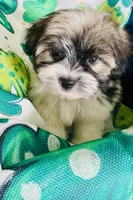 Little Prince, a male Havanese for sale in Uniontown, OH – Photo 1 of 6