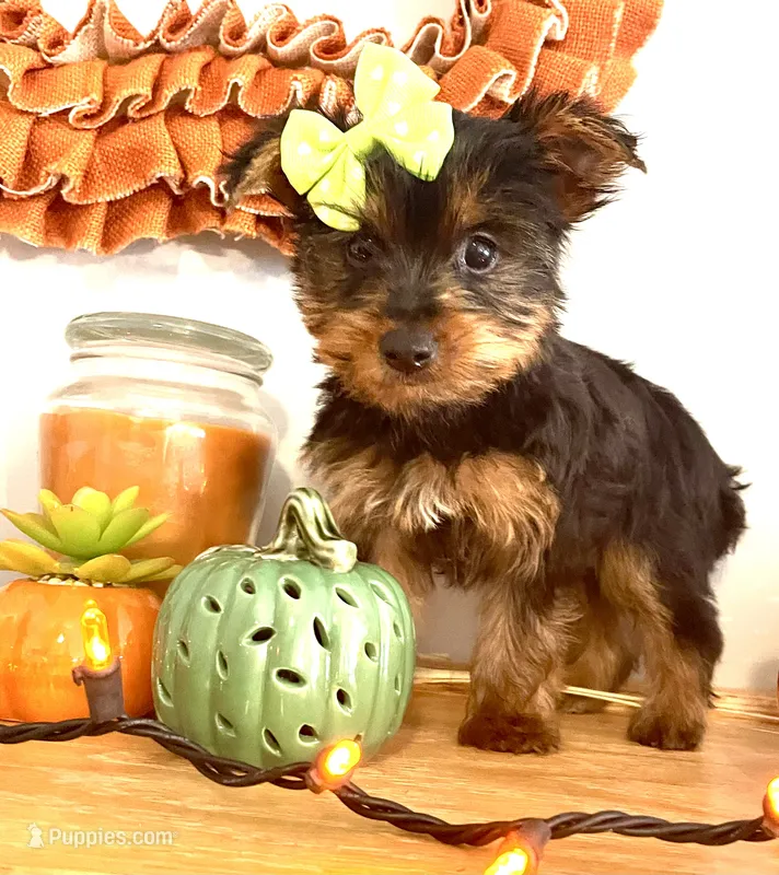 Tiny Apple – Yorkshire Terrier puppy for sale in Uniontown, OH