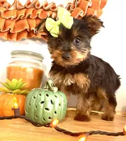 Tiny Apple, a female Yorkshire Terrier for sale in Uniontown, OH – 1 of 9