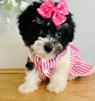 Toy sized Star, a female Havanese for sale in Uniontown, OH – 1 of 7