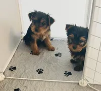 Little luke, a male Yorkshire Terrier for sale in Uniontown, OH – 4 of 5