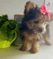 Tiny, a female Yorkshire Terrier for sale in Uniontown, OH – 5 of 7