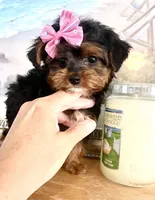 Teacup Tia, a female Morkie for sale in Uniontown, OH – 3 of 9