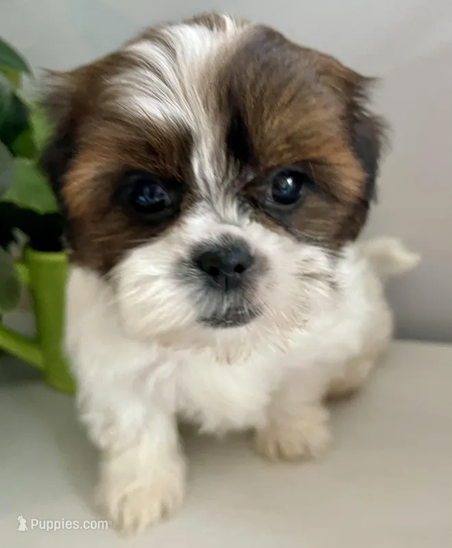 Lilly – Shih Tzu puppy on hold in Uniontown, OH
