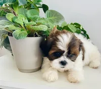 Lilly, a female Shih Tzu for sale in Uniontown, OH – Photo 8 of 9