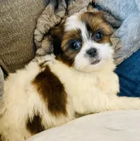 Lilly, a female Shih Tzu for sale in Uniontown, OH – Photo 3 of 9