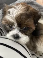 Lilly, a female Shih Tzu for sale in Uniontown, OH – Photo 5 of 9