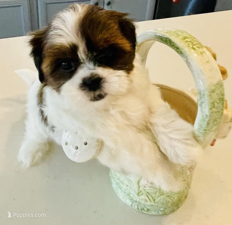 Lilly – Shih Tzu puppy for sale in Uniontown, OH