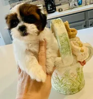 Lilly, a female Shih Tzu for sale in Uniontown, OH – Photo 7 of 9