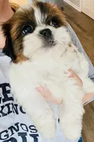 Lilly, a female Shih Tzu for sale in Uniontown, OH – Photo 2 of 9