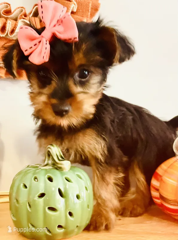 Little Candy – Yorkshire Terrier puppy for sale in Uniontown, OH