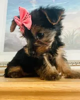 Tiny Tilly, a female Yorkshire Terrier for sale in Uniontown, OH – 4 of 10