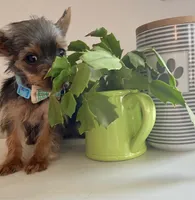Teacup Troy, a male Yorkshire Terrier for sale in Uniontown, OH – 7 of 8