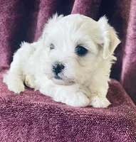 Cream, a male Havanese for sale in Uniontown, OH – 3 of 7